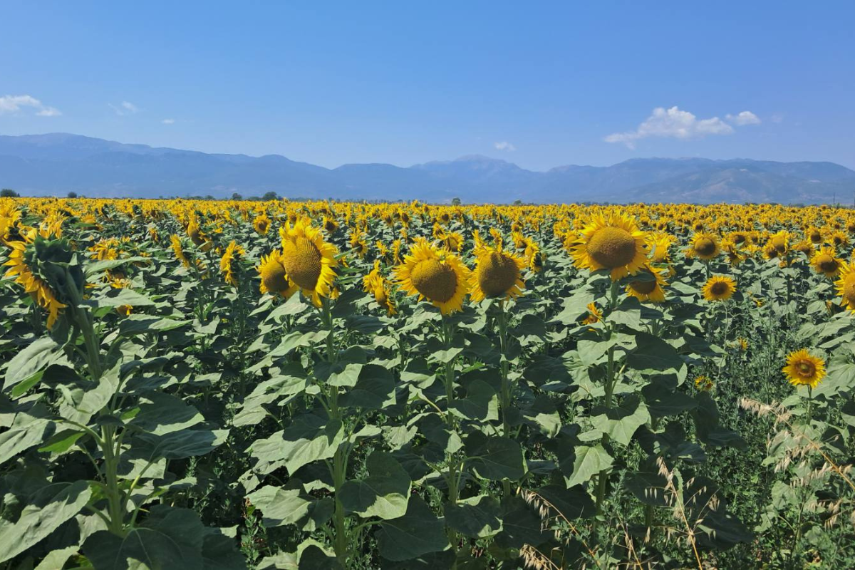 Ο Ήλιος και στον Ορχομενό