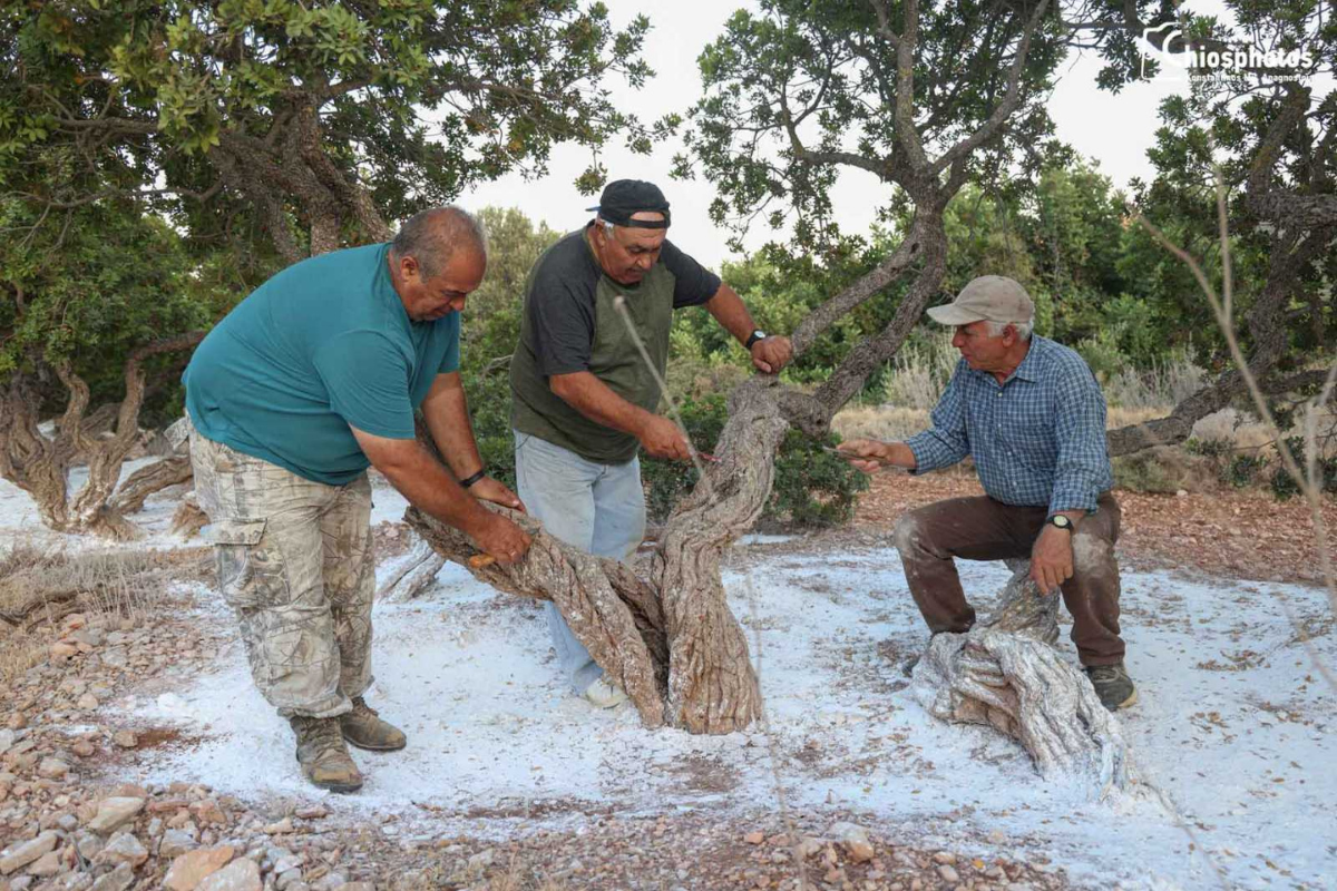(Βίντεο) Ξεκίνησε το «κέντημα» της μαστίχας