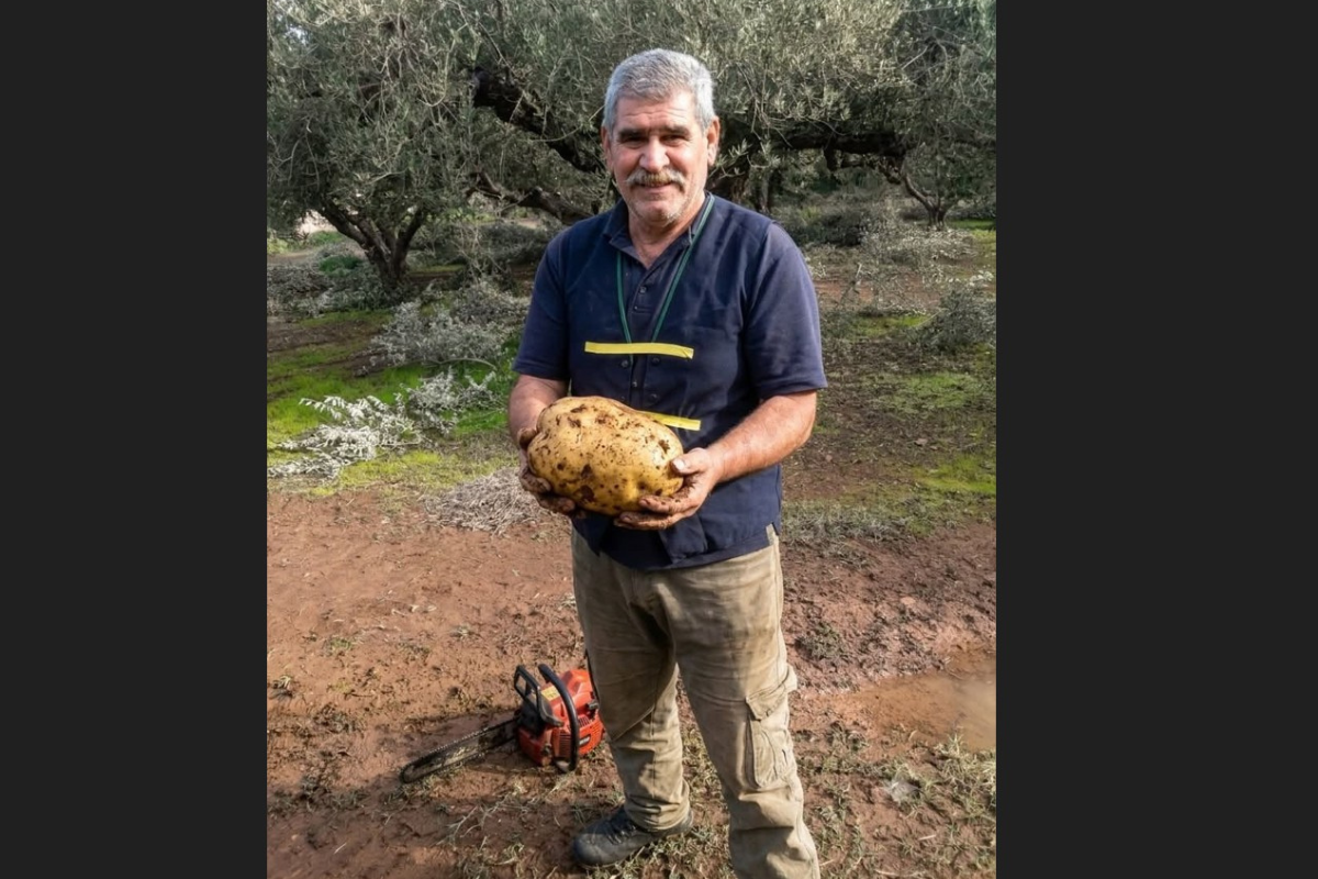 Πατάτα -γίγας στον Αποκόρωνα Χανίων: Ζυγίζει 6,150 κιλά!!!