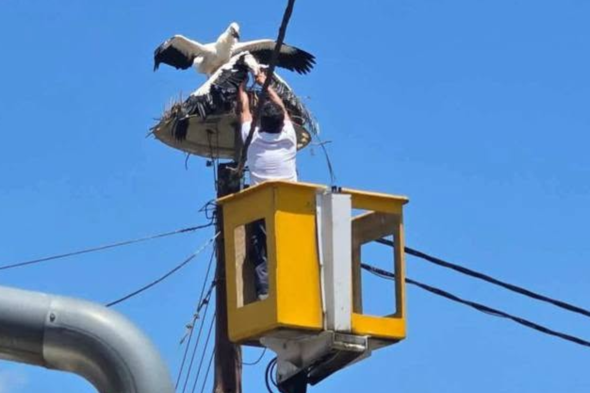 Πελαργός επέστρεψε «σπίτι» του