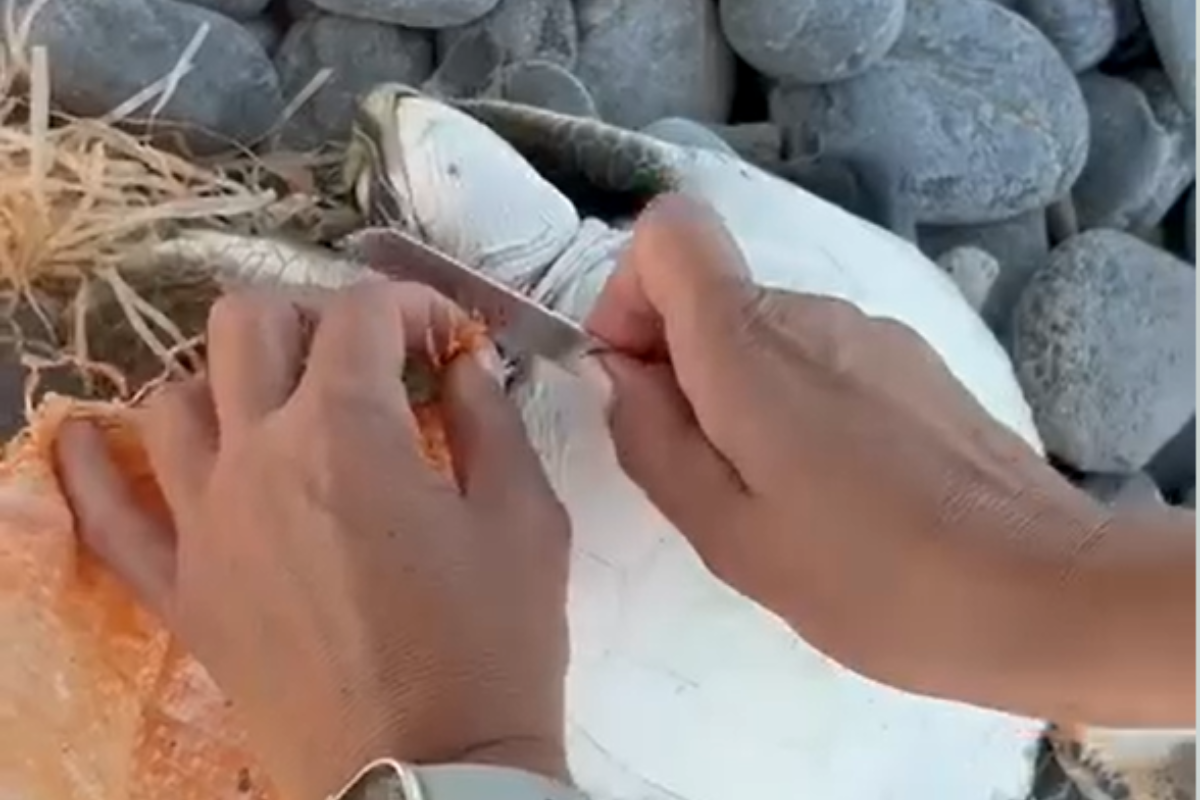 Ψαράς έσωσε χελώνα που μπλέχτηκε σε δίχτυα