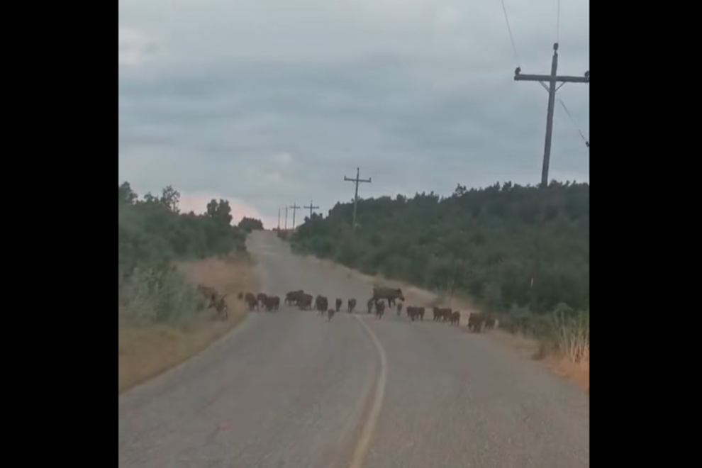 Γρεβενά: Στρατός από αγριογούρουνα