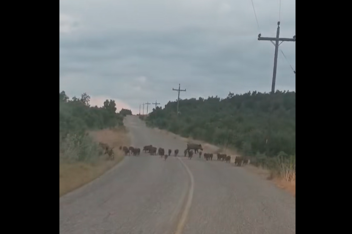 Γρεβενά: Στρατός από αγριογούρουνα