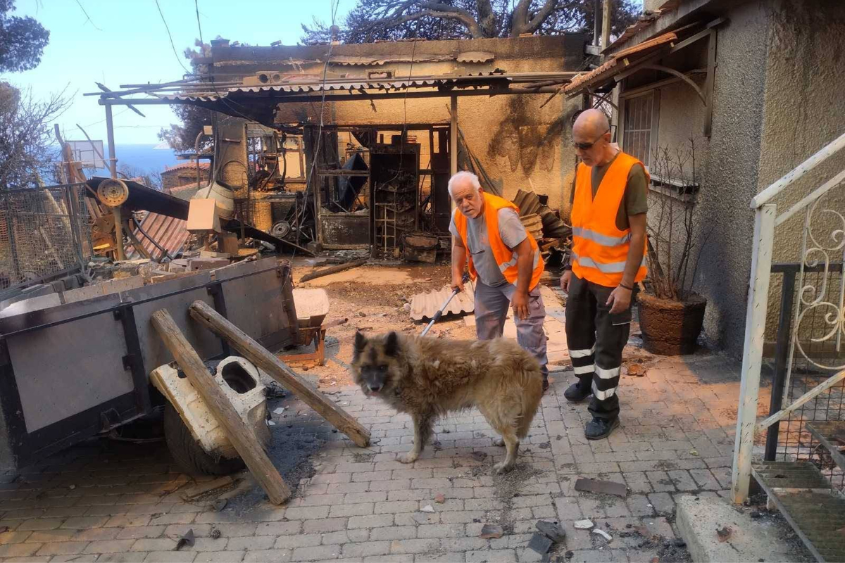 Καταφύγια για πυρόπληκτα ζώα