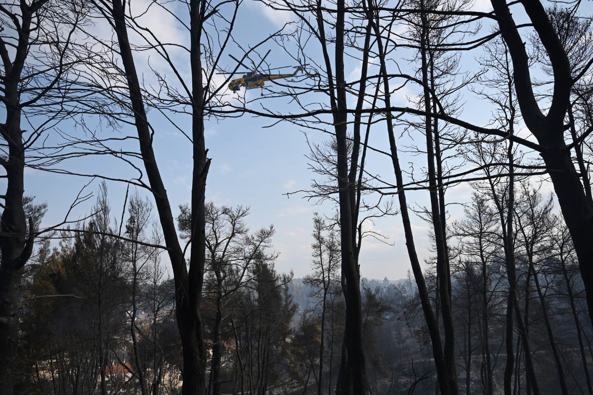 ΔΕΔΔΗΕ: Ξερό δέντρο και θυελλώδεις άνεμοι πίσω από τη φωτιά στη Χαλκιδική