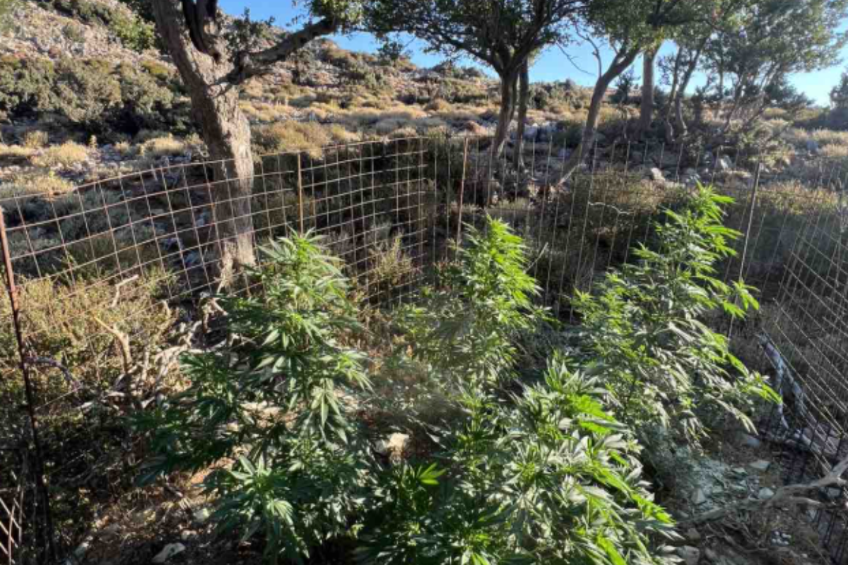 Ρέθυμνο: Εντοπίστηκαν 17 φυτείες κάνναβης