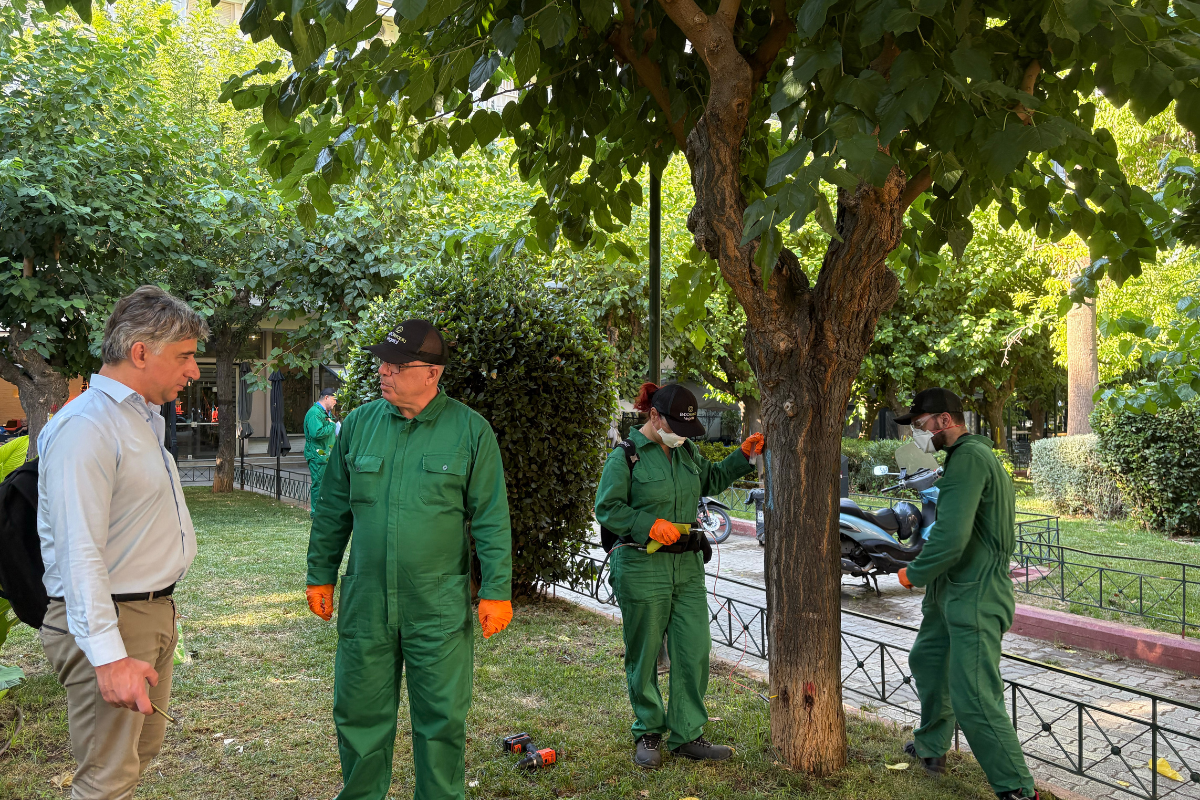 Κινεζικό σκαθάρι “τρώει” τις μουριές