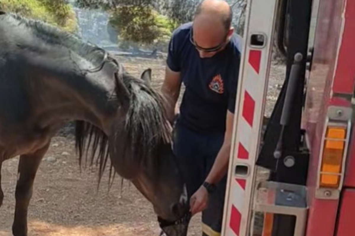 Πυροσβέστες ποτίζουν άλογα στο καμένο βουνό