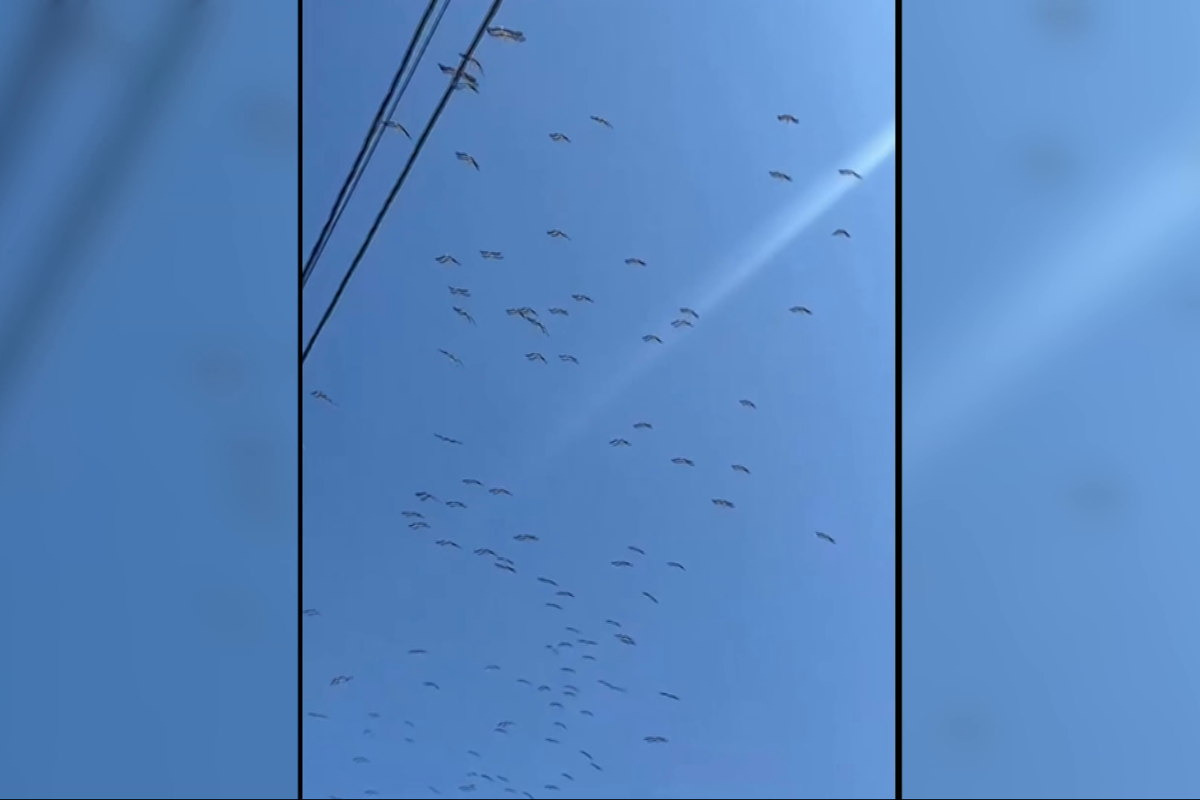 Σμήνος νεαρών πελαργών στα Λεγρενά