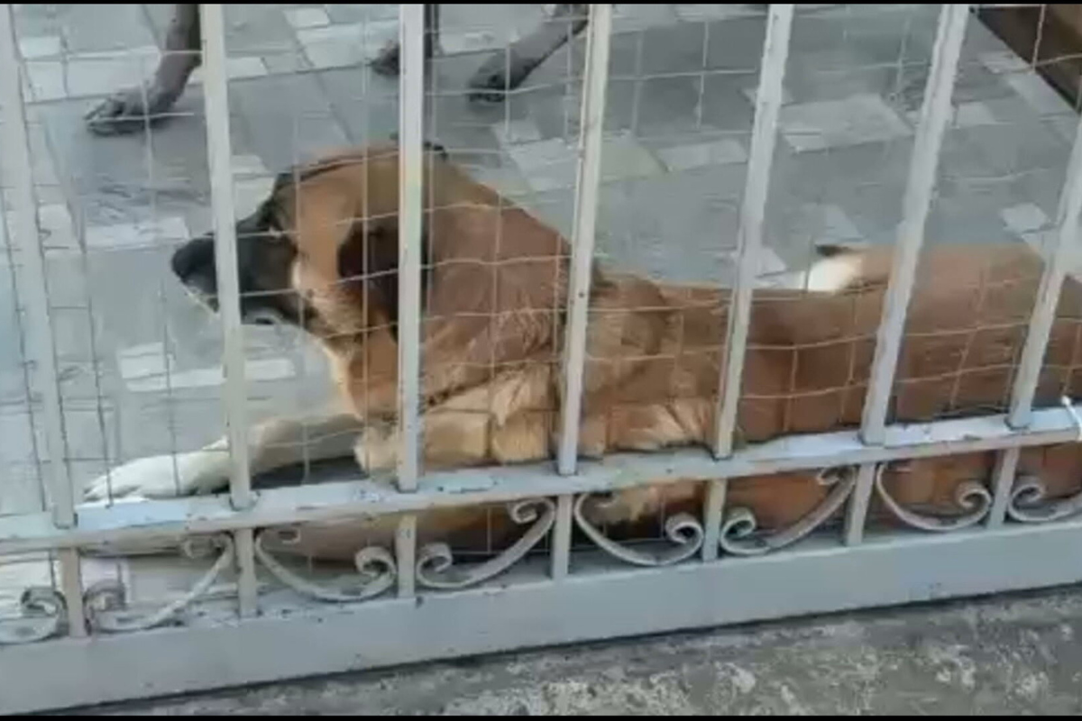 Σκύλος κατασπάραξε κατοικίδιο 26χρονης