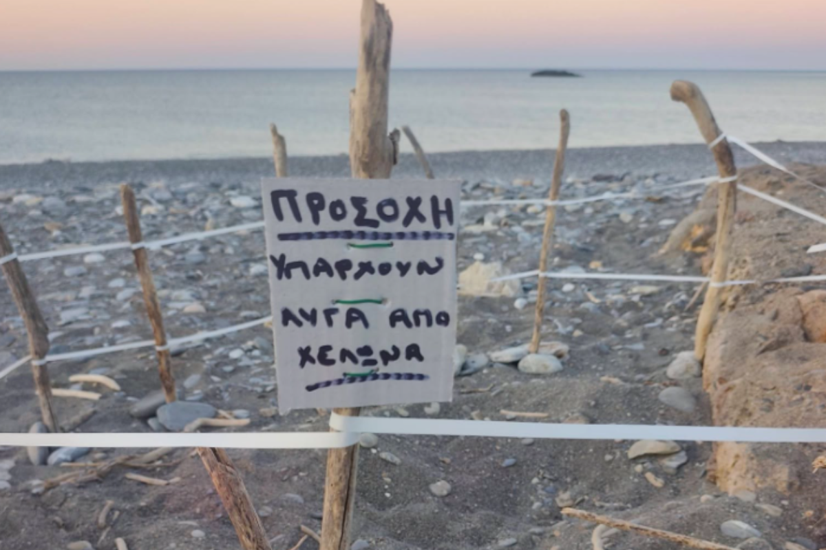 Χελώνα έφτιαξε την φωλιά της σε αμμουδιά