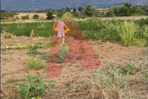 Κομοτηνή: Έκλεψαν πέντε τόνους πεπόνια