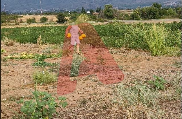 Κομοτηνή: Έκλεψαν πέντε τόνους πεπόνια