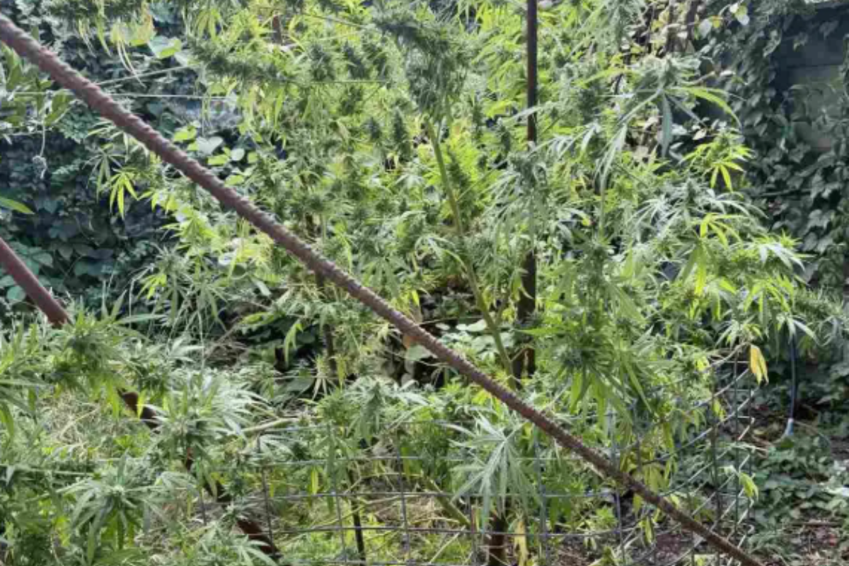 Φθιώτιδα: Συνελήφθη άνδρας για ναρκωτικά και όπλα