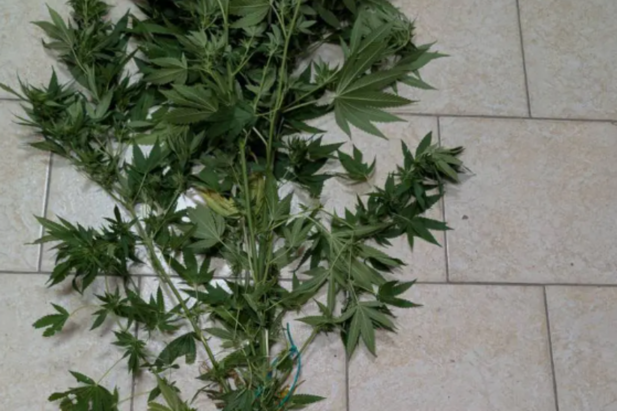 Δυτική Μακεδονία: 4 συλλήψεις για καλλιέργεια ναρκωτικών