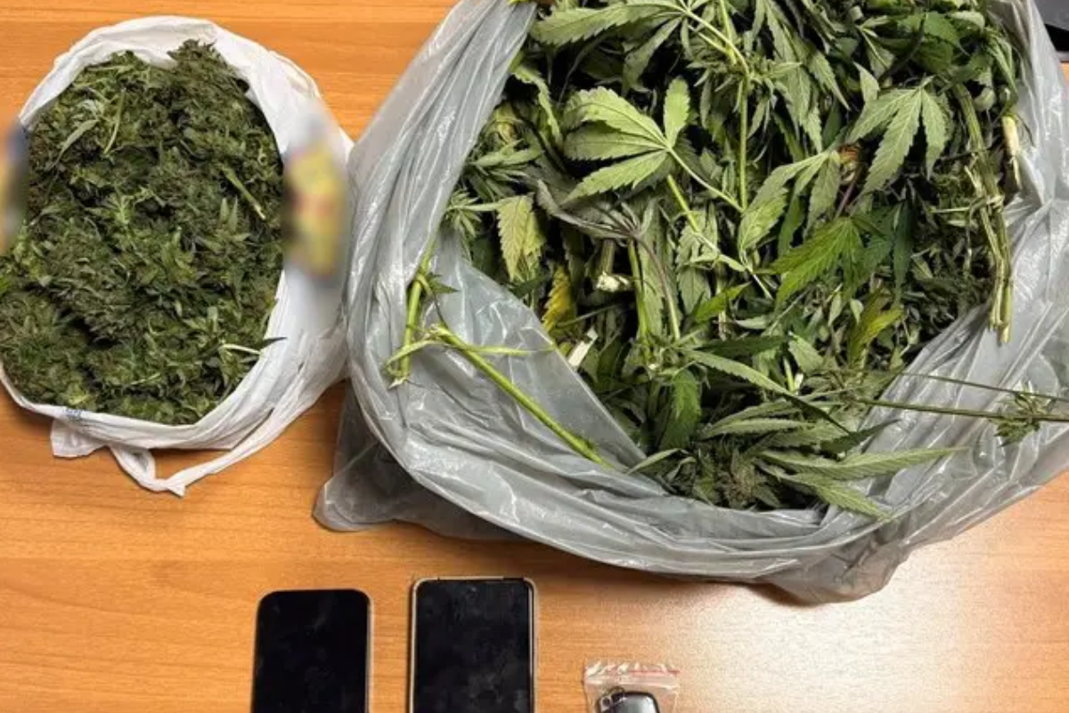 Κάνναβη Καλλιέργεια Συλλήψεις