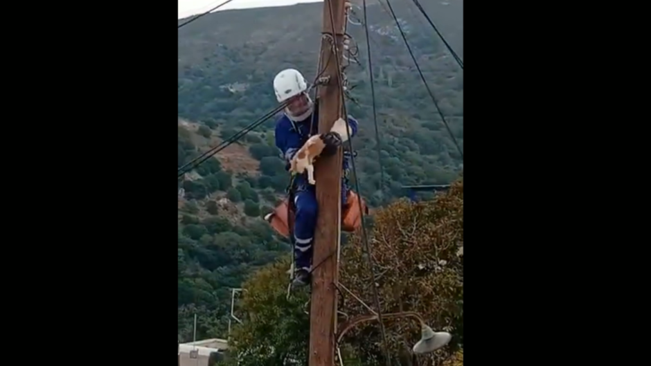 Βίντεο-Νάξος: Επιχείρηση διάσωσης γάτου
