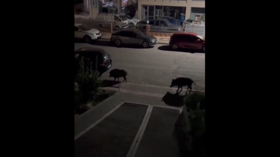 Λιβαδειά: Αγριογούρουνα σουλατσάρουν στους δρόμους