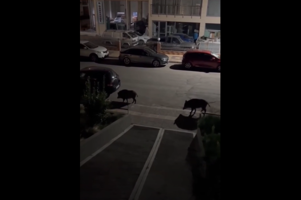 Λιβαδειά: Αγριογούρουνα σουλατσάρουν στους δρόμους