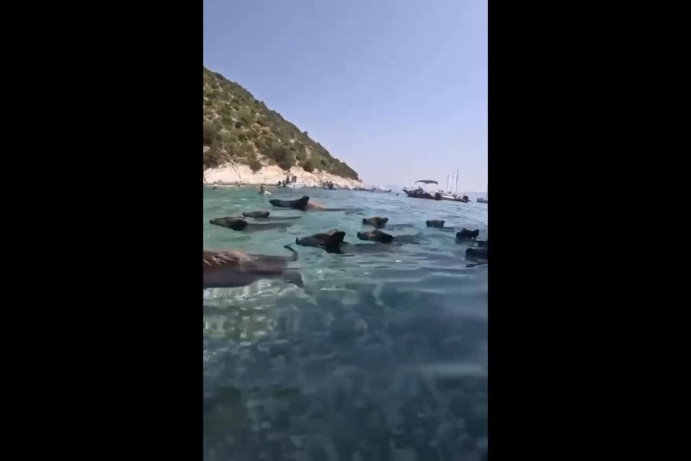 Βίντεο: Άνθρωποι κολυμπούν παρέα με… αγριογούρουνα
