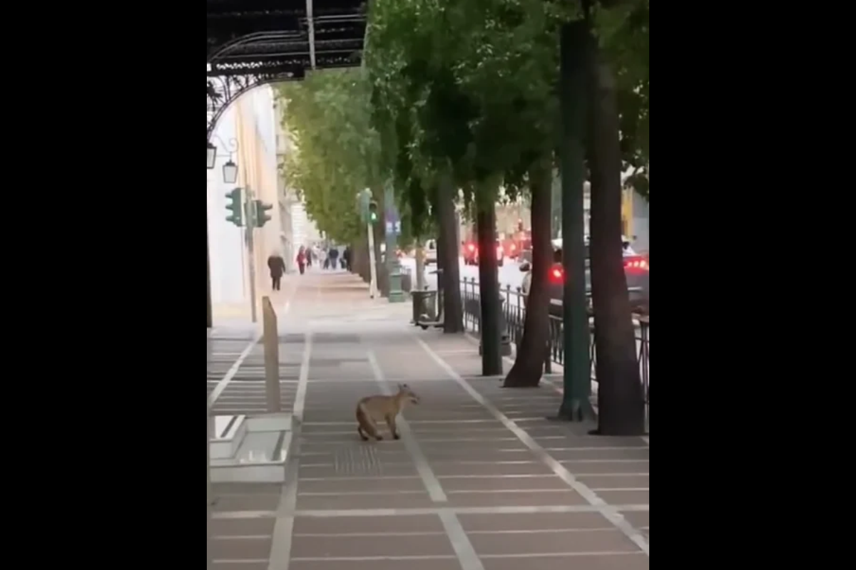 Βίντεο: Αλεπού κάνει βόλτες στο κέντρο της Αθήνας