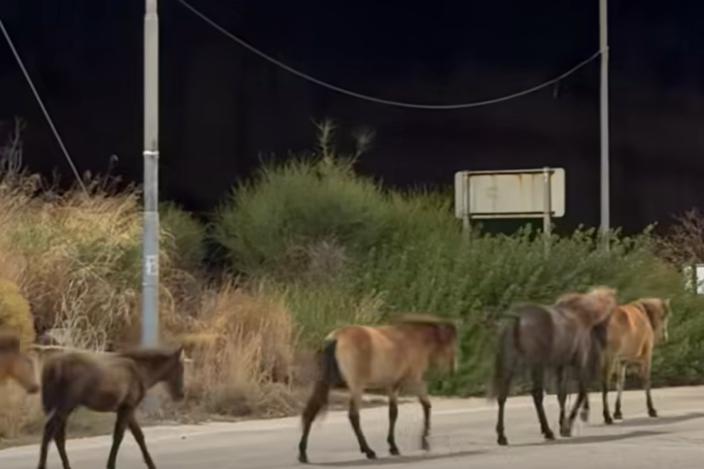 Τα άλογα του Αίνου κατέβηκαν στο δρόμο