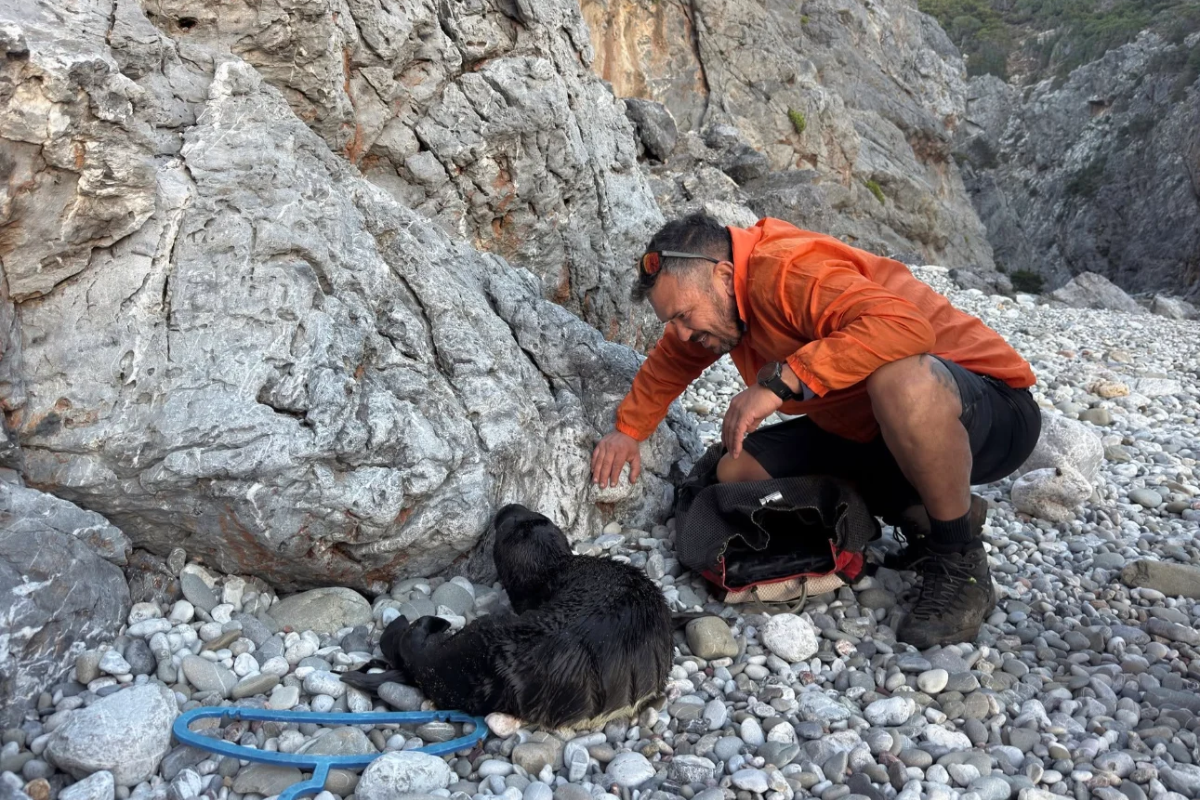 Κύθηρα: Εντοπίστηκε μωρό φώκια στην παραλία Καλάμι