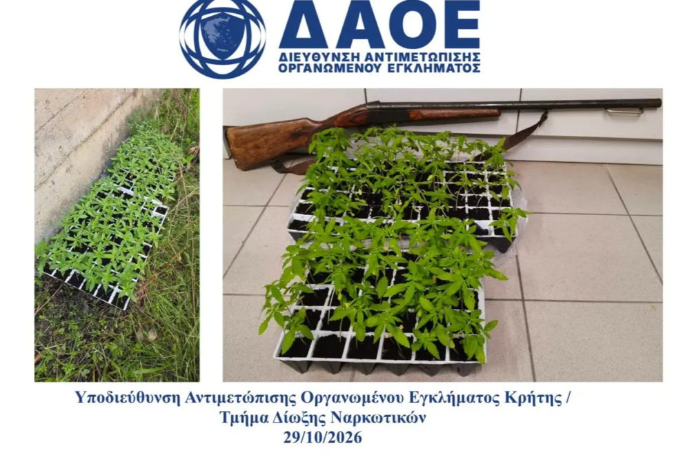 Κρήτη: 2 συλλήψεις για 135 δενδρύλλια κάνναβης σε θερμοκήπιο