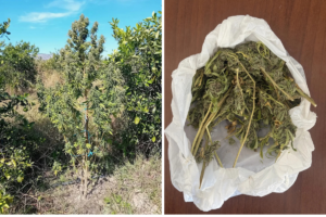 Μεσολόγγι: Καλλιεργούσε δενδρύλλια κάνναβης- Είχαν γίνει θηρία