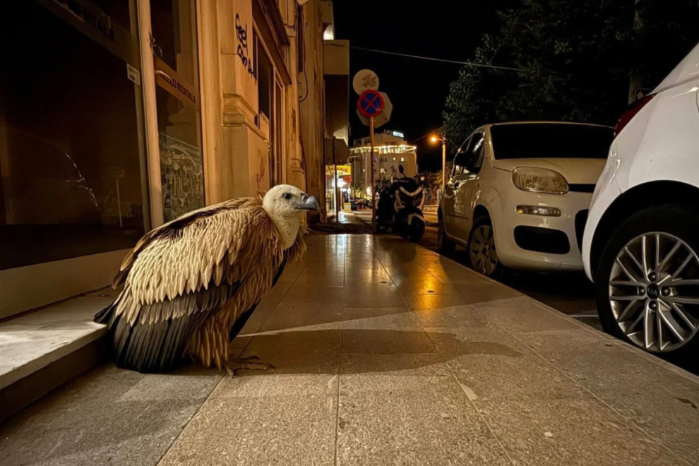 Κρήτη: Γύπας ήθελε να “μάθει” φωτογραφία