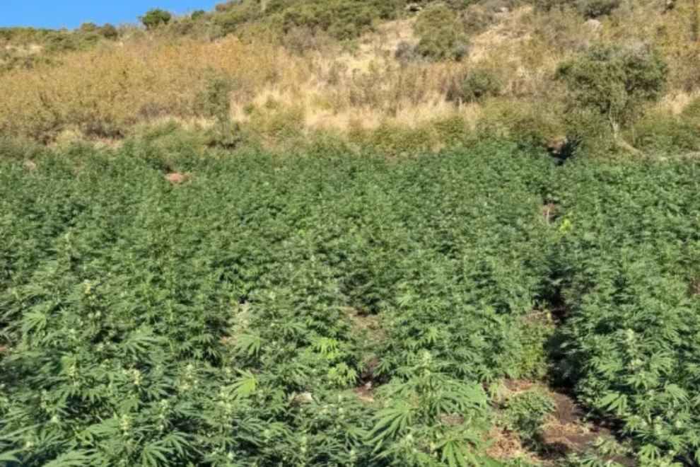 Λάρισα: Εντοπίστηκε φυτεία με 812 δενδρύλλια κάνναβης