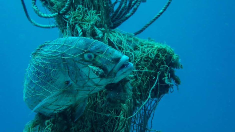 Ghost nets: Οι αόρατες παγίδες που σκοτώνουν τη θαλάσσια ζωή