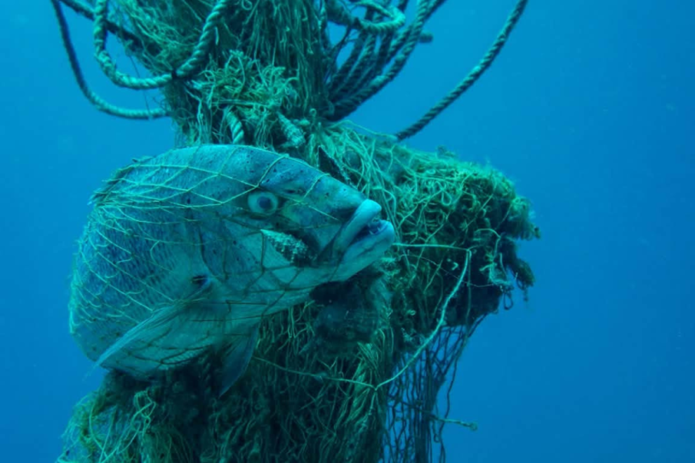 Ghost nets: Οι αόρατες παγίδες που σκοτώνουν τη θαλάσσια ζωή