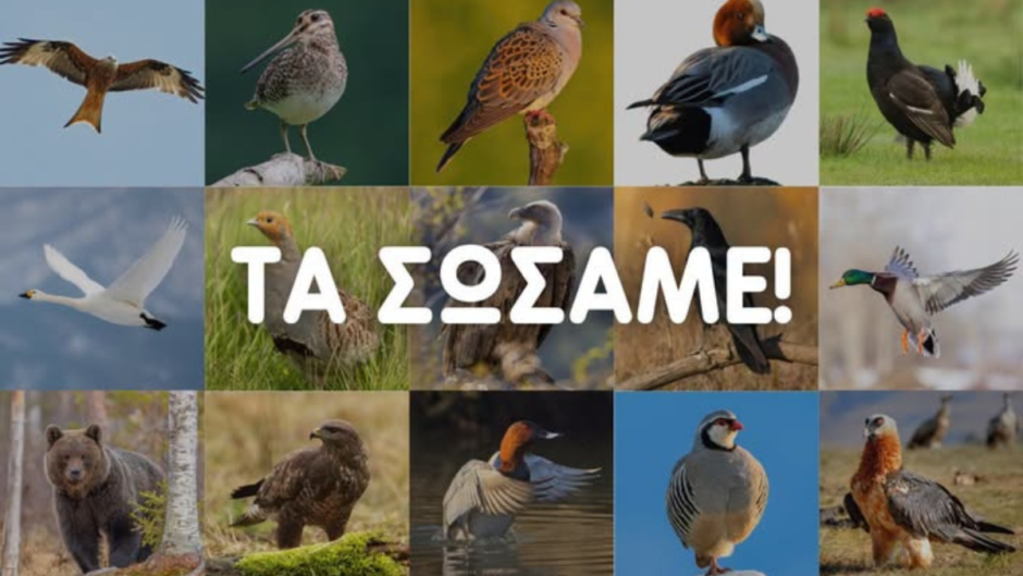 Απαγόρευση των μολύβδινων σκαγιών σε ολόκληρη την ΕΕ!