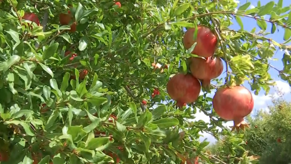 Στα ύψη η ζήτηση για το ελληνικό ρόδι