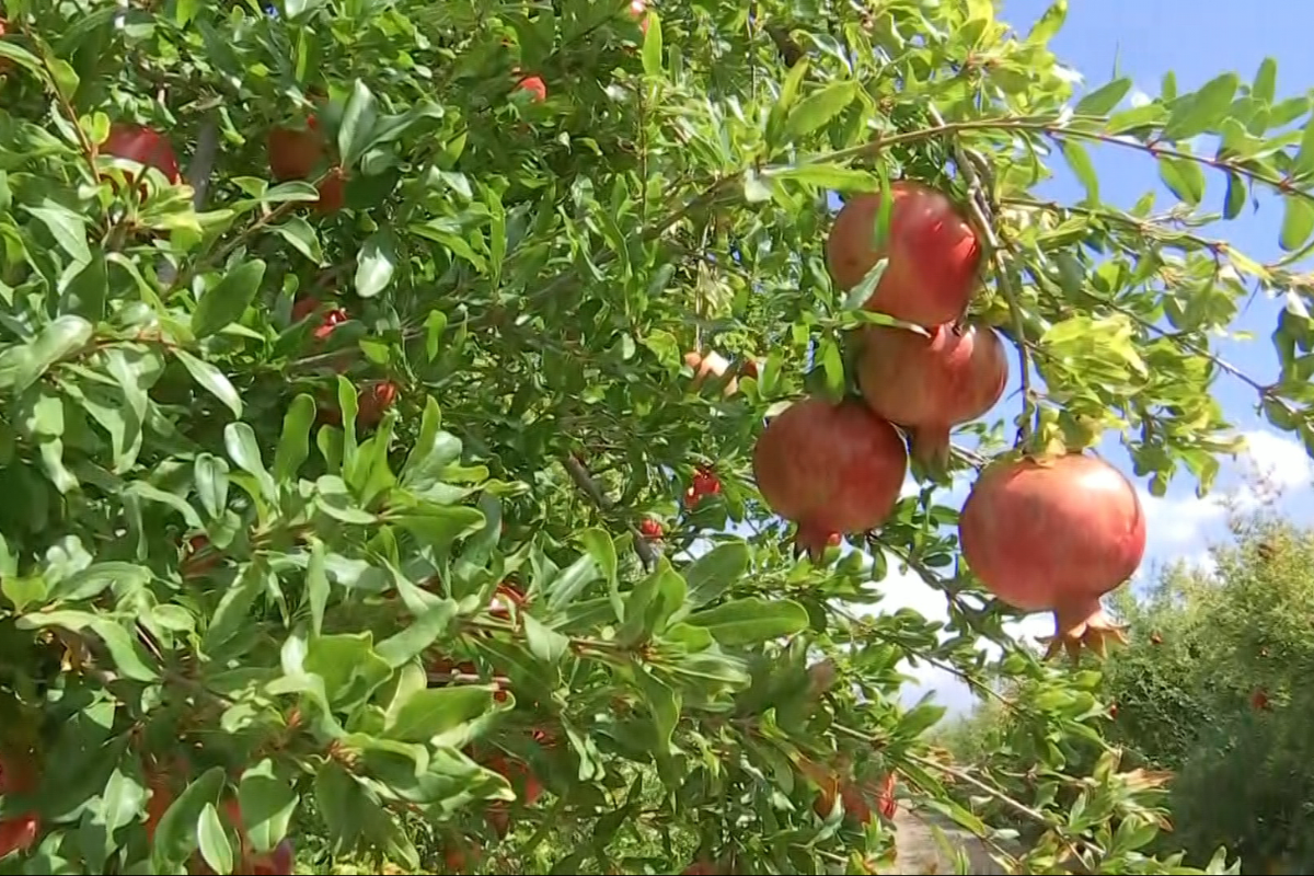 Στα ύψη η ζήτηση για το ελληνικό ρόδι